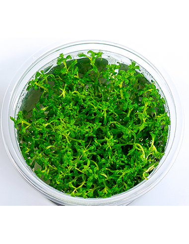 Hottonia inflata (Proserpinica pectinata) - In vitro  - 2