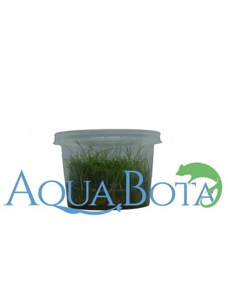 Eleocharis pulsiva - In Vitro Cup  - 2