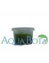 Eleocharis pulsiva - In Vitro Cup  - 2