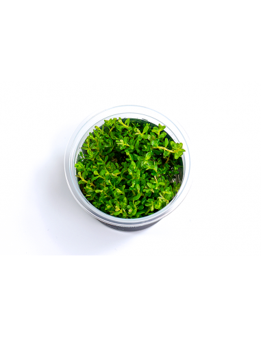Rotala species 'Green' - In Vitro Cup  - 1