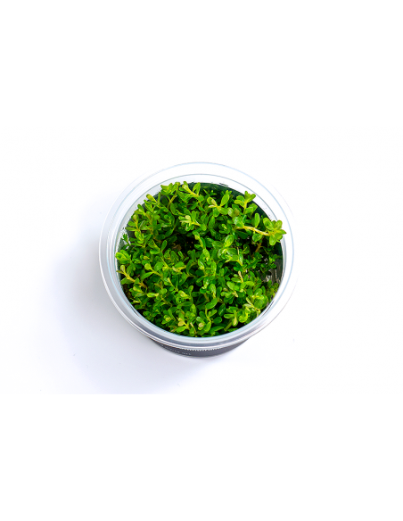 Rotala species 'Green' - In Vitro Cup  - 1