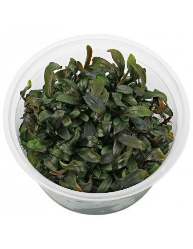 Bucephalandra "Brownie Ghost" - In Vitro Cup  - 1
