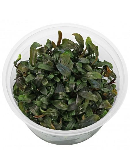 Bucephalandra "Brownie Ghost" - In Vitro Cup  - 1