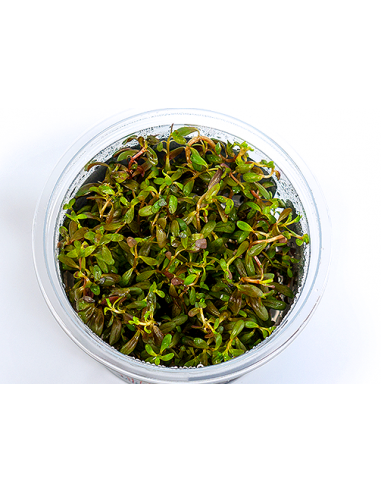 Rotala Sp Pearl - In Vitro Cup  - 1