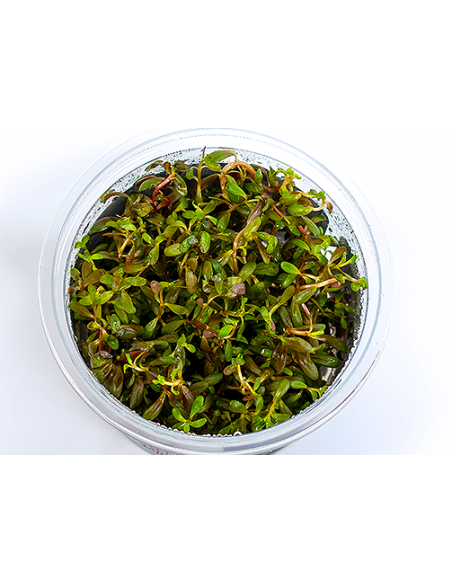 Rotala Sp Pearl - In Vitro Cup  - 1