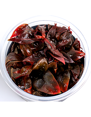 Alternanthera reineckii 'Purple'- In Vitro Cup Dennerle plants - 1