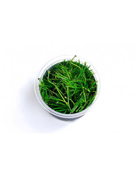 Eriocaulon cinereum - In Vitro Cup  - 1