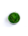 Eriocaulon cinereum - In Vitro Cup  - 1