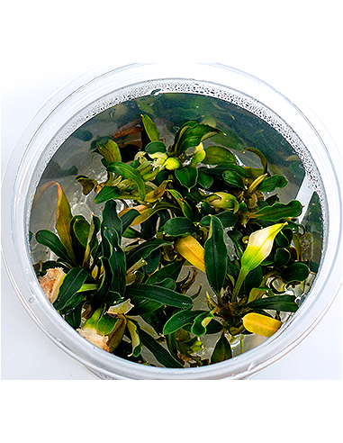 Bucephalandra sp. ’Aqua Artica’ - in vitro  - 1