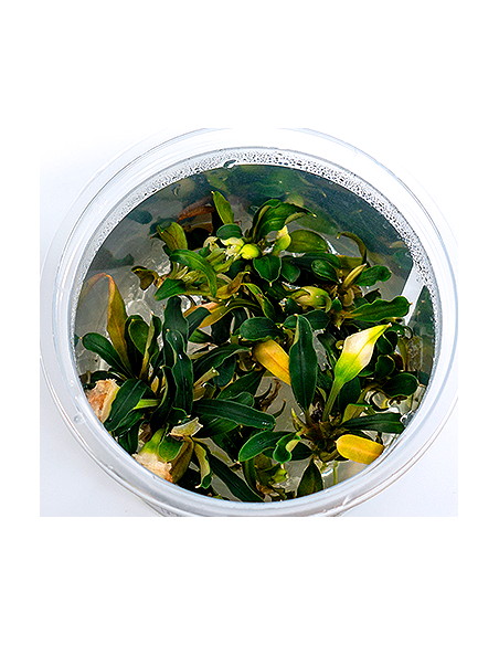 Bucephalandra sp. ’Aqua Artica’ - in vitro  - 1