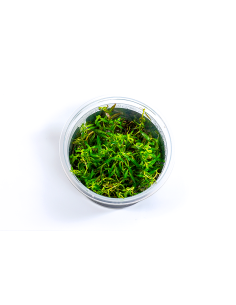 Ludwigia arcuata - in vitro  - 1