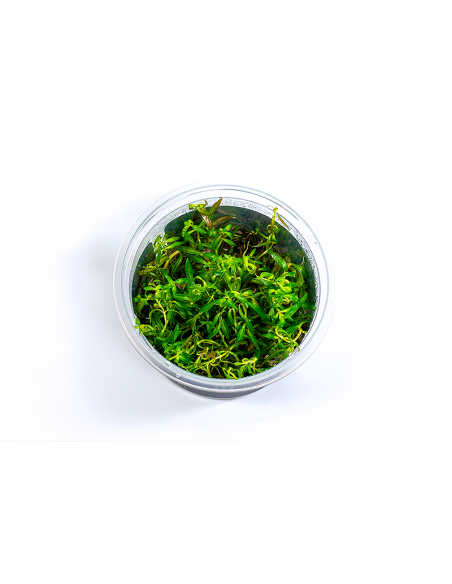 Ludwigia arcuata - in vitro  - 1