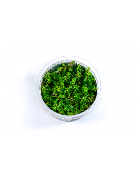 Ludwigia ovalis - in vitro  - 1