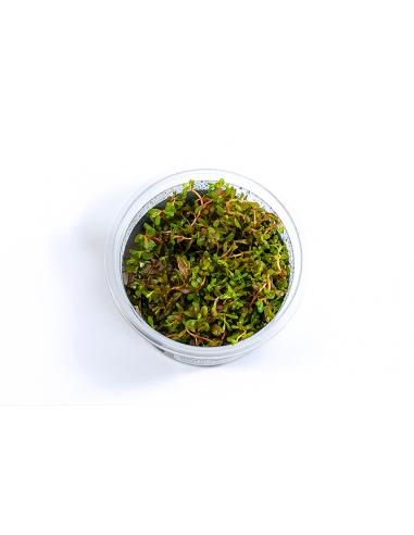 Rotala rotundifolia 'H'ra' - In Vitro Cup  - 1