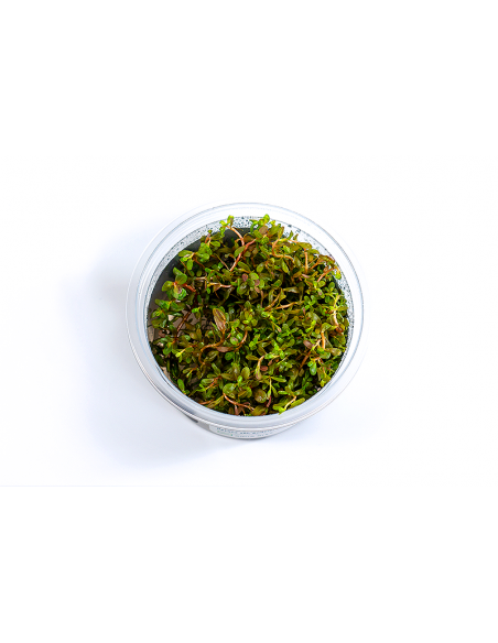 Rotala rotundifolia 'H'ra' - In Vitro Cup  - 1
