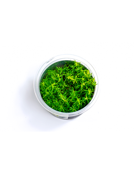 Rotala sp.'Nanjenshan' - In Vitro Cup  - 1
