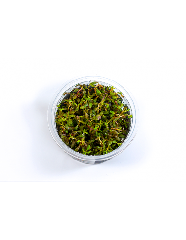 Rotala sp.'Yao Yai'- In Vitro Cup  - 1