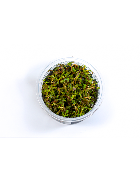 Rotala sp.'Yao Yai'- In Vitro Cup  - 1