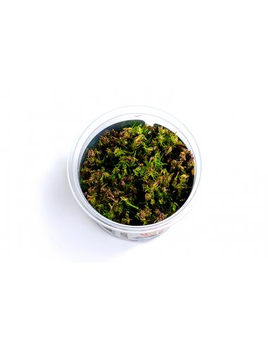 Rotala wallichii - In Vitro Cup  - 1