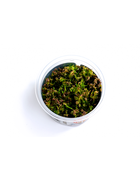 Rotala wallichii - In Vitro Cup  - 1