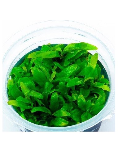Hygrophila sp. 'Siamensis' - In Vitro Cup  - 1