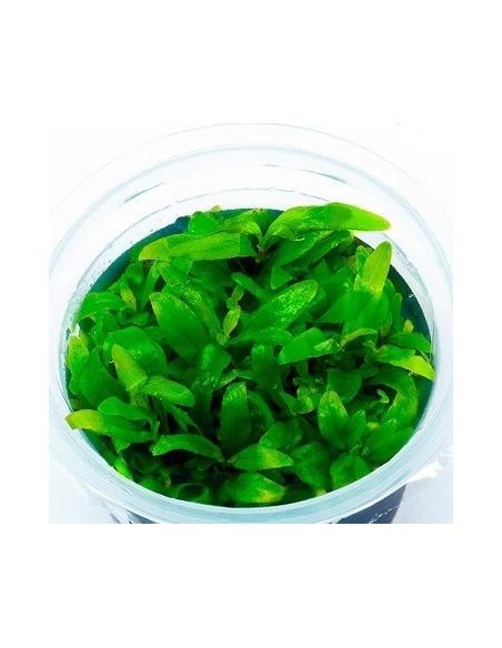 Hygrophila sp. 'Siamensis' - In Vitro Cup  - 1