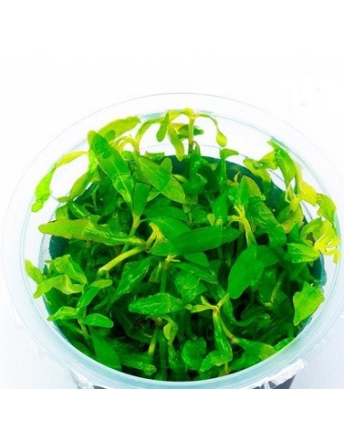 Hygrophila polysperma 'Sunset' - In Vitro Cup  - 1