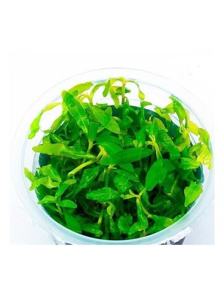 Hygrophila polysperma 'Sunset' - In Vitro Cup  - 1