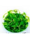 Hygrophila polysperma 'Sunset' - In Vitro Cup  - 1