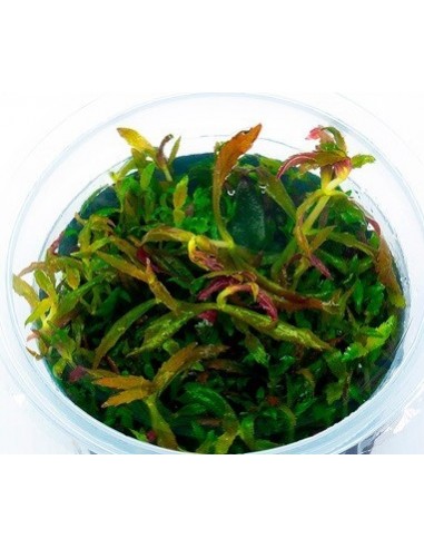 Limnophila Aromatica - In Vitro Cup  - 1