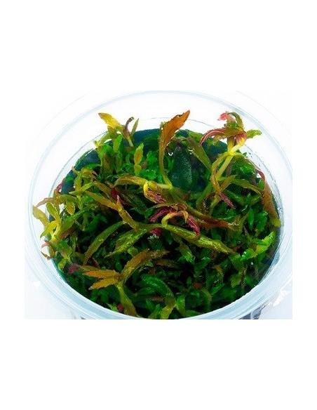 Limnophila Aromatica - In Vitro Cup  - 1