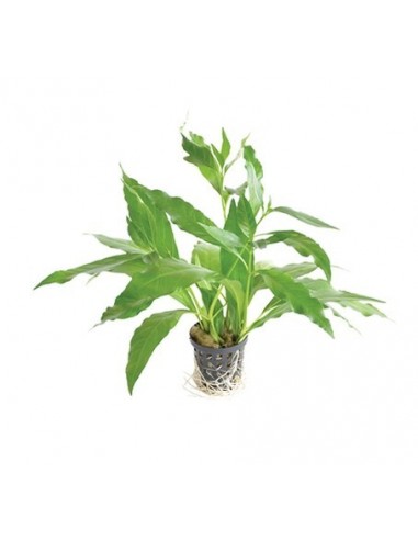Nomaphila stricta Fleur  - 1