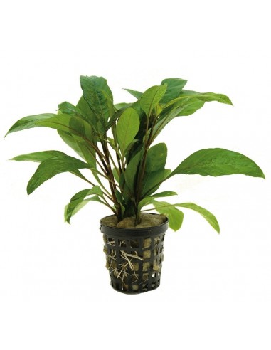Hygrophila guanensis  - 1