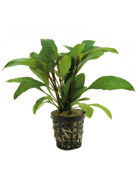 Hygrophila guanensis  - 1