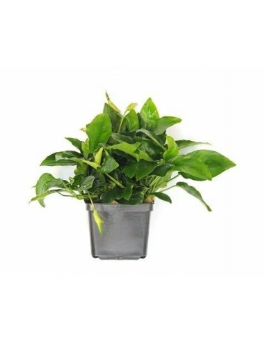 Anubias Nana xl  - 1