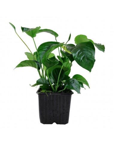 Anubias Barteri var. Barteri XL  - 1
