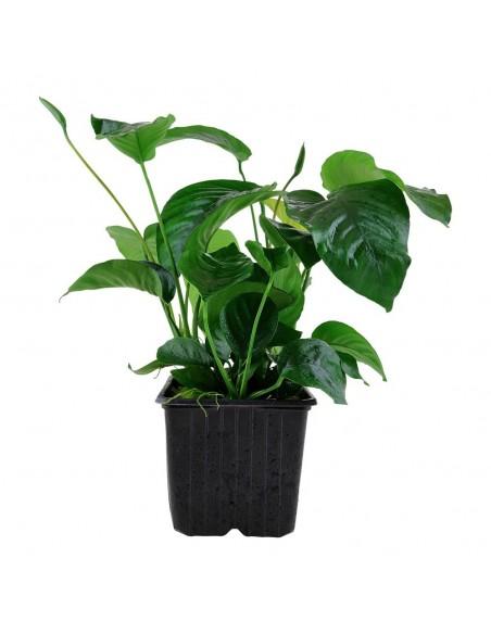 Anubias Barteri var. Barteri XL  - 1