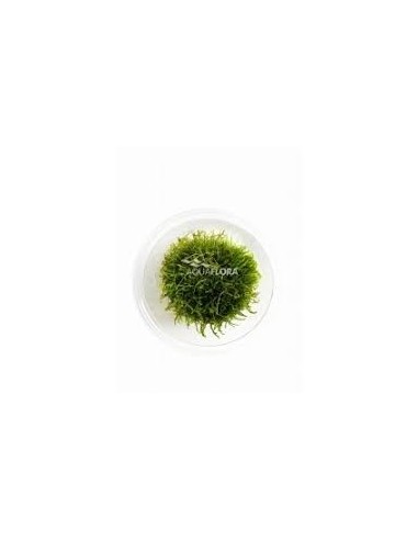 Taxiphyllum barbieri - In Vitro Cup  - 1