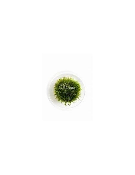 Taxiphyllum barbieri - In Vitro Cup  - 1