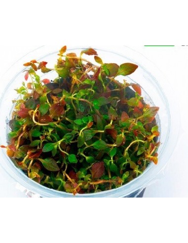 Ludwigia ovalis - In vitro  - 1
