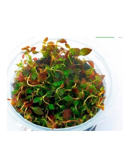 Ludwigia ovalis - In vitro  - 1