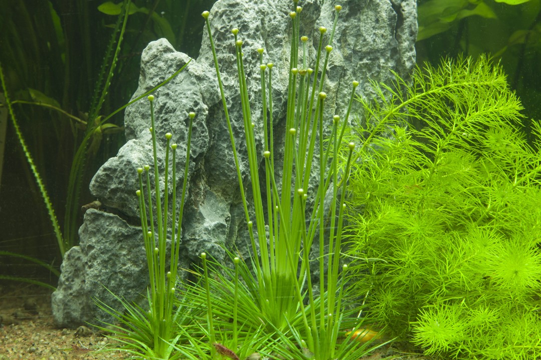 Eriocaulon, plante rare pour aquascaping Plante d’aquarium Eriocaulon en avant-plan dans un aquascape