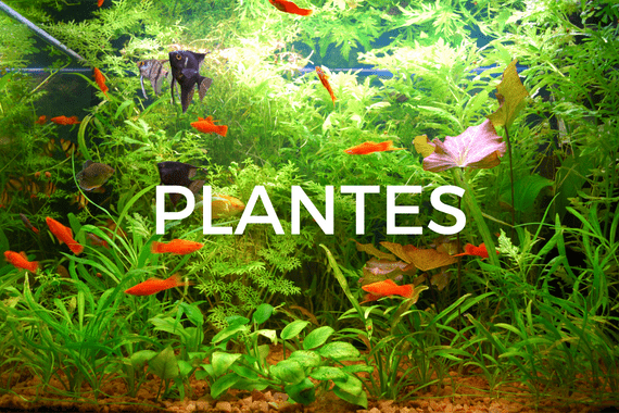 Vanya PlantPlus 250ml d'engrais pour plantes pour aquariums