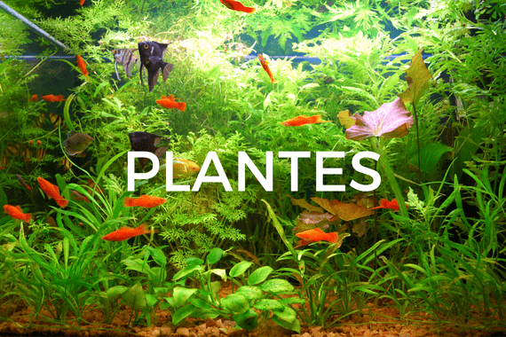 Plantes pour aquarium - Aqua Store