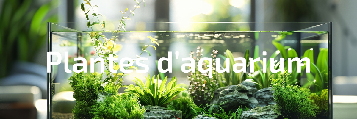Plantes pour aquarium d'eau douce