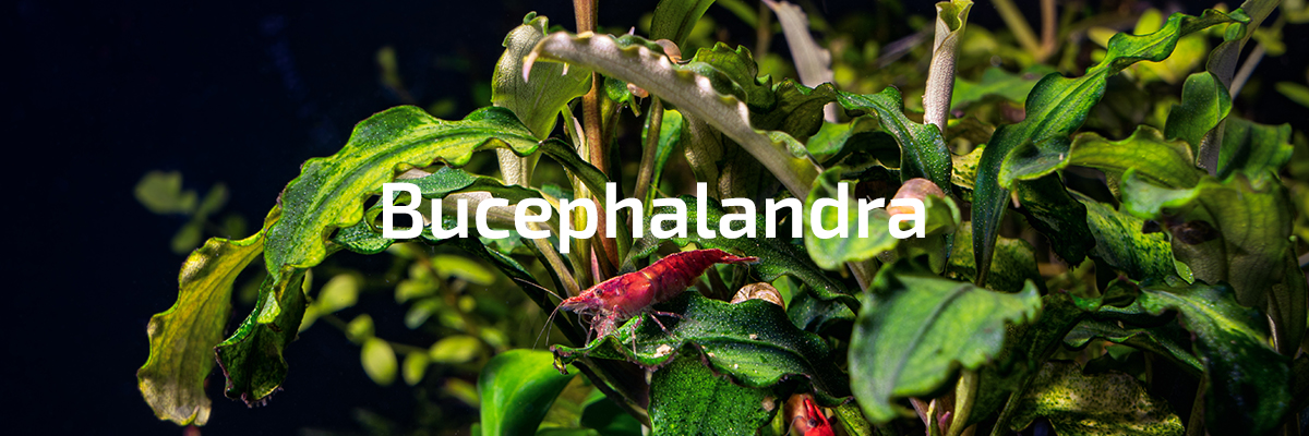 Bucephalandra nl