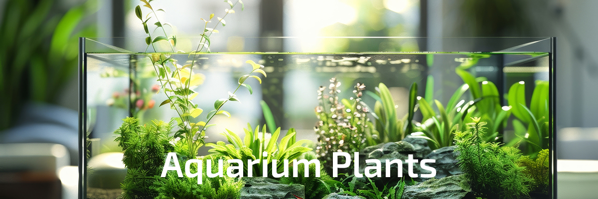 Plante en