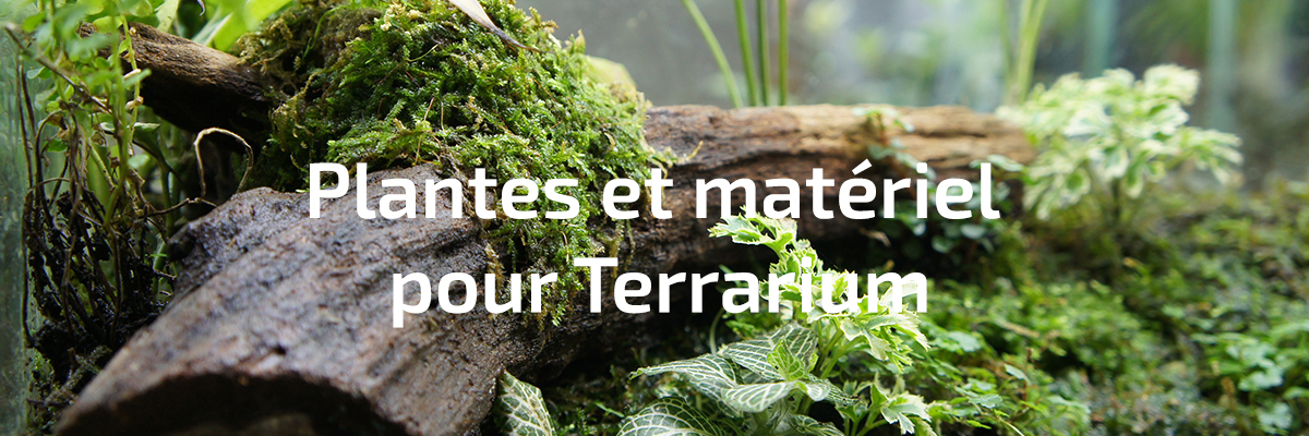 Plantes et matériel pour terrarium