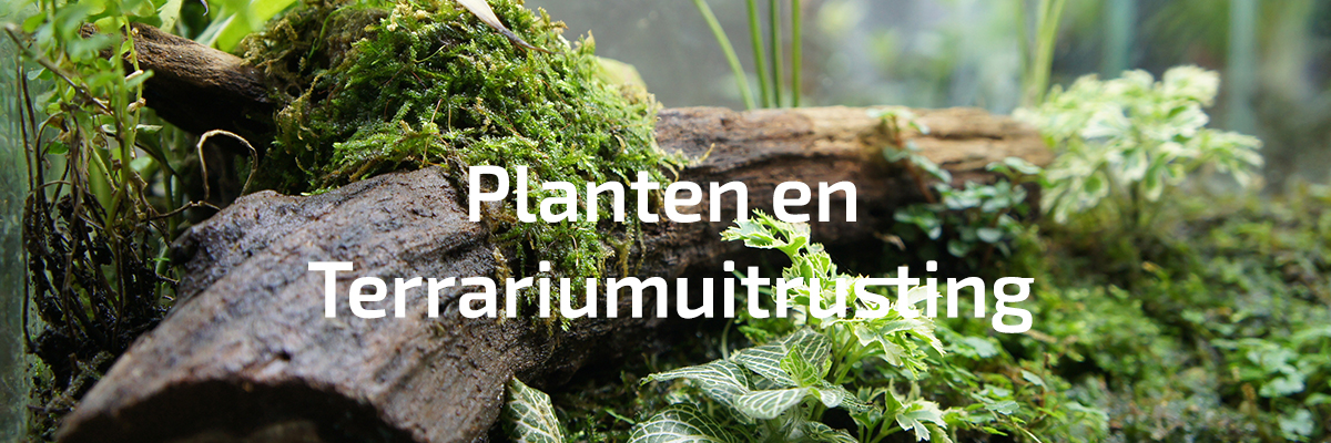 Terrarium nl
