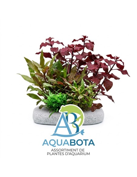 AquaBota Plant
